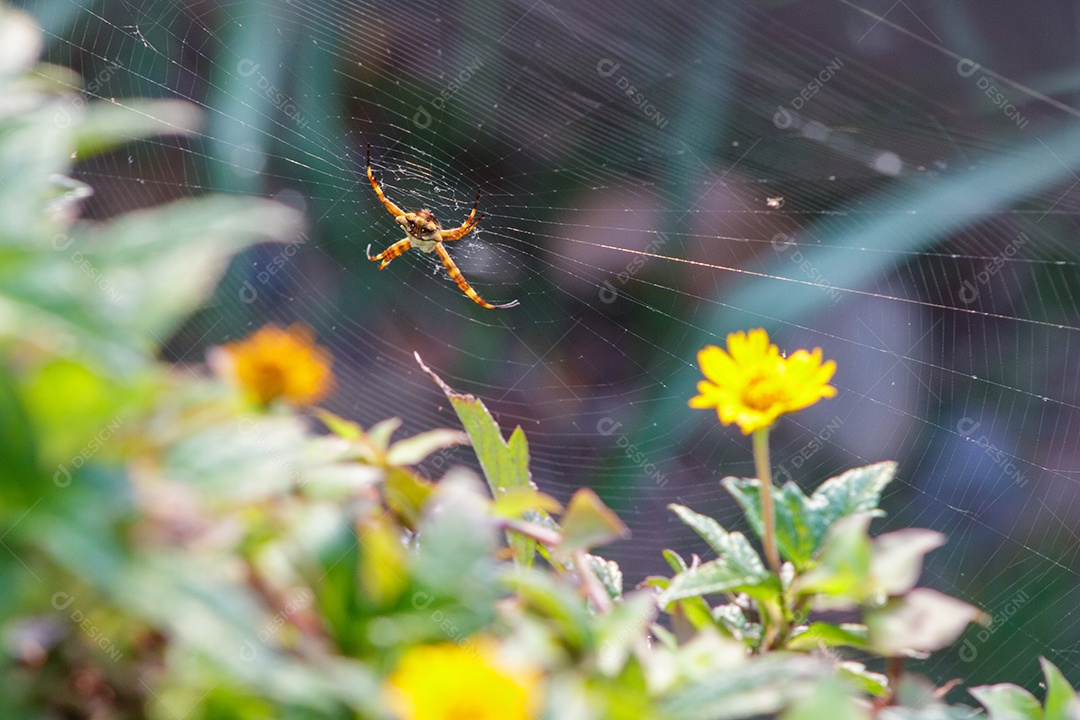 Aranha prateada ao ar livre