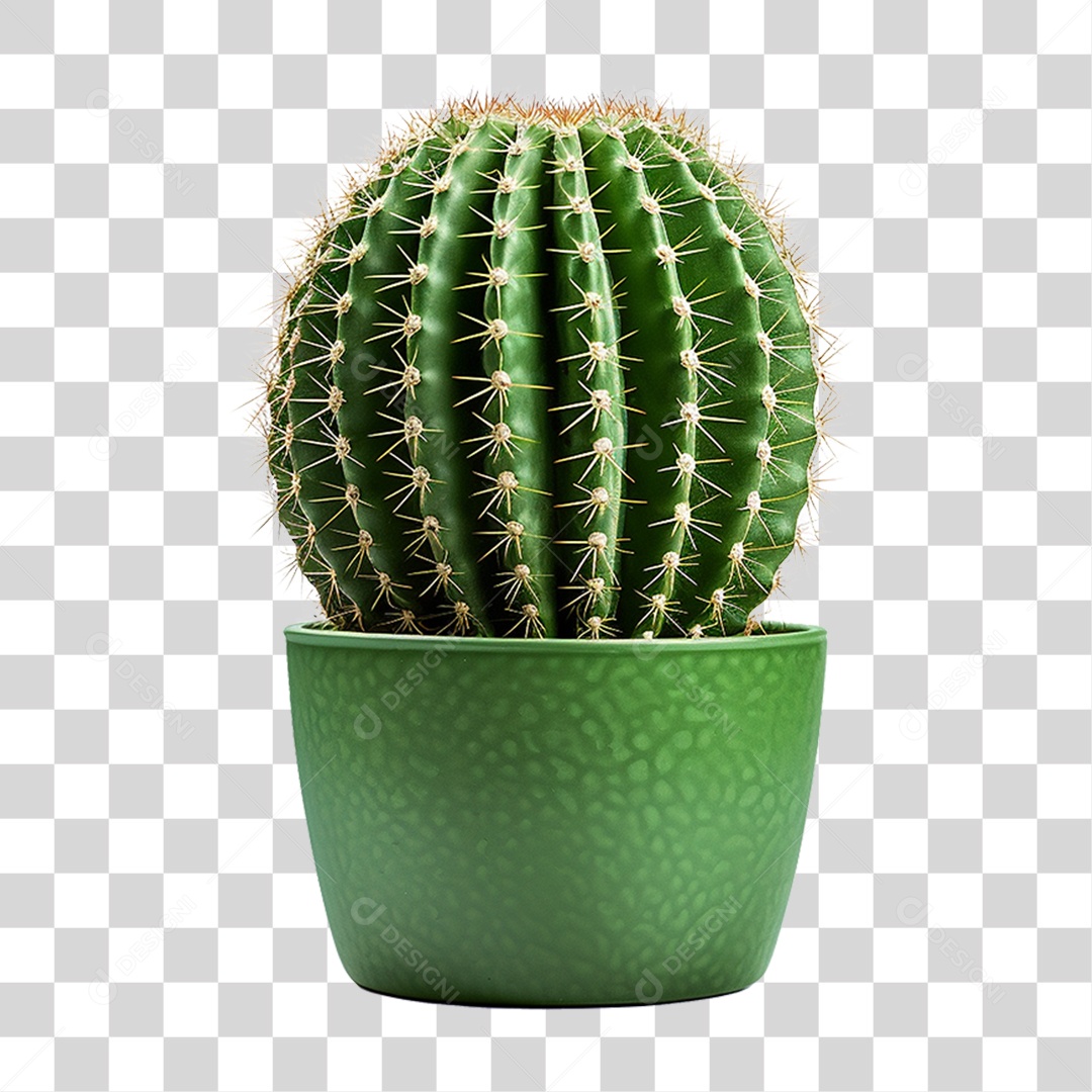 Cactos em Vaso PNG Transparente