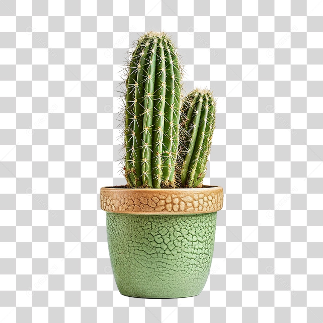 Cactos em Vaso PNG Transparente