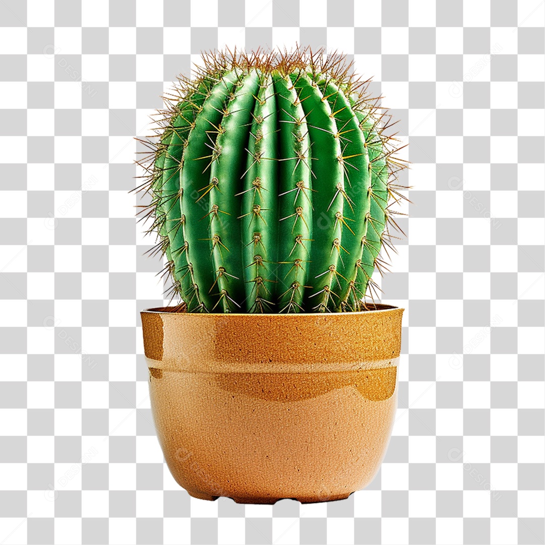 Cactos em Vaso PNG Transparente