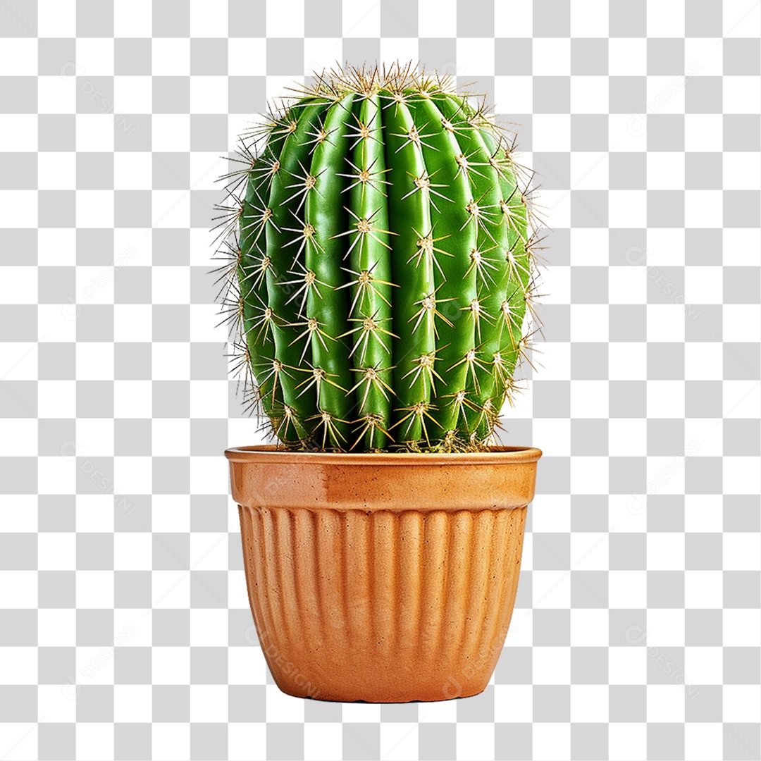 Cactos em Vaso PNG Transparente