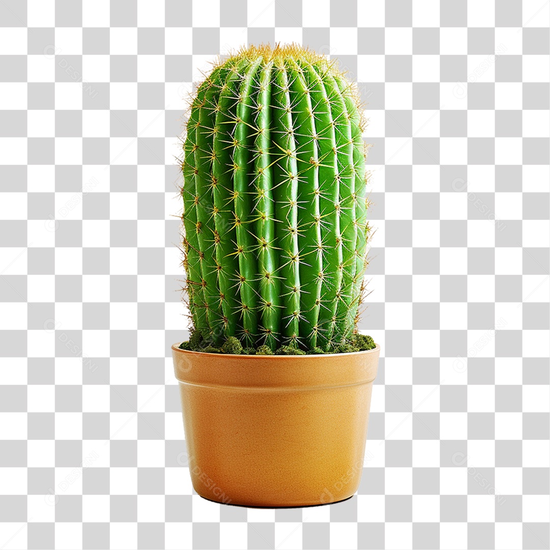 Cactos em Vaso PNG Transparente