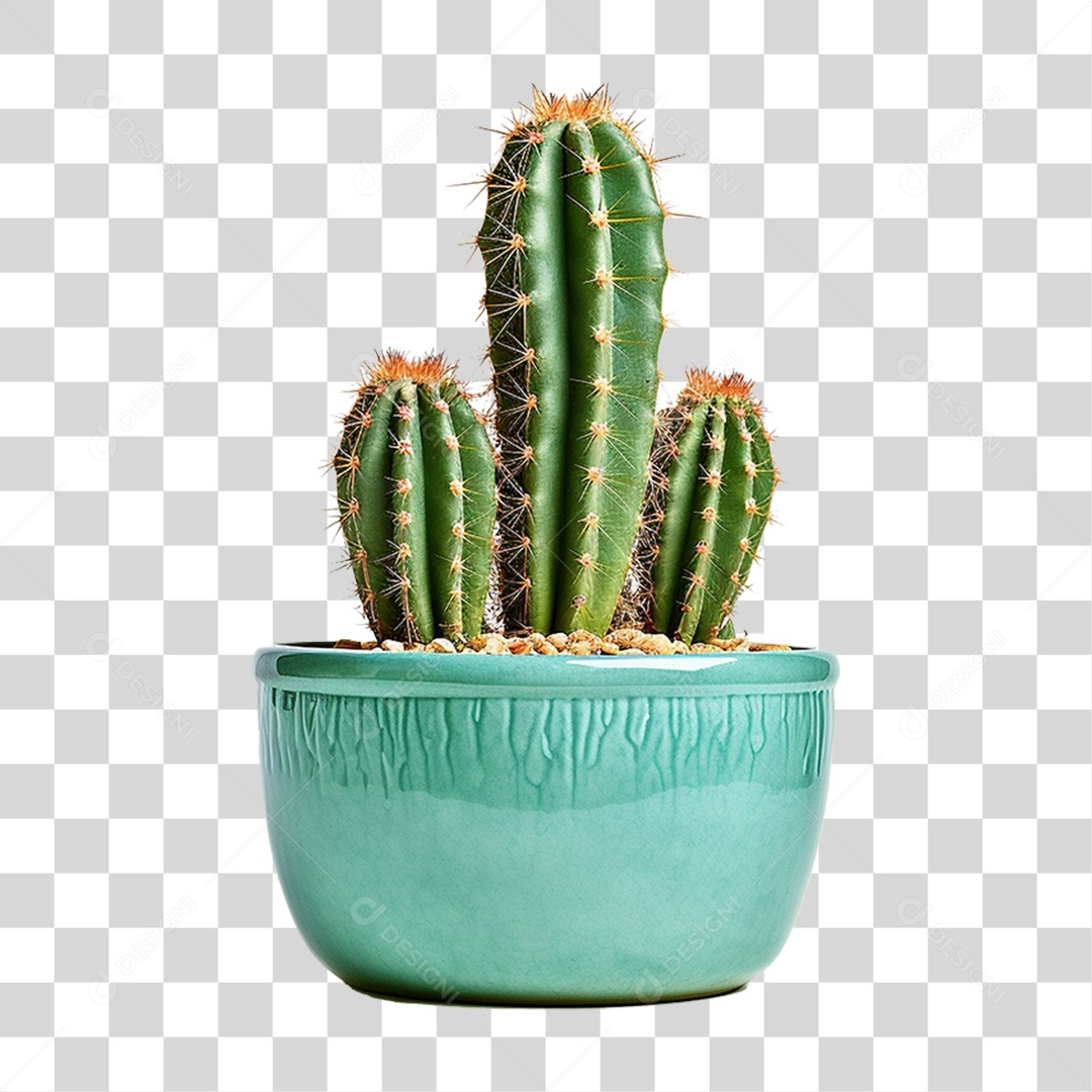 Cactos em Vaso PNG Transparente