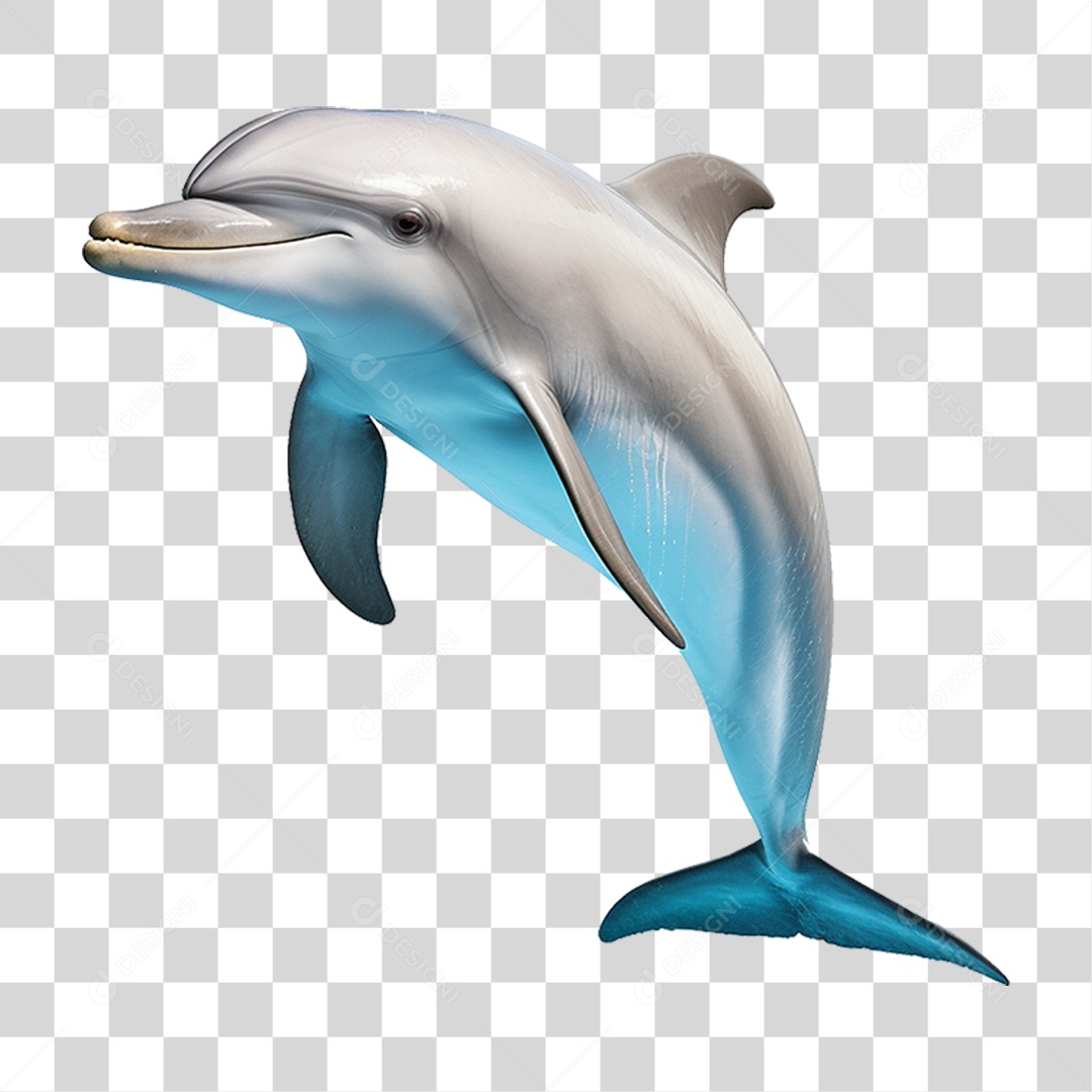 Golfinho PNG Transparente