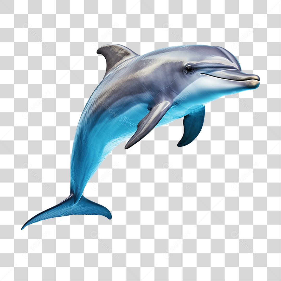 Golfinho PNG Transparente