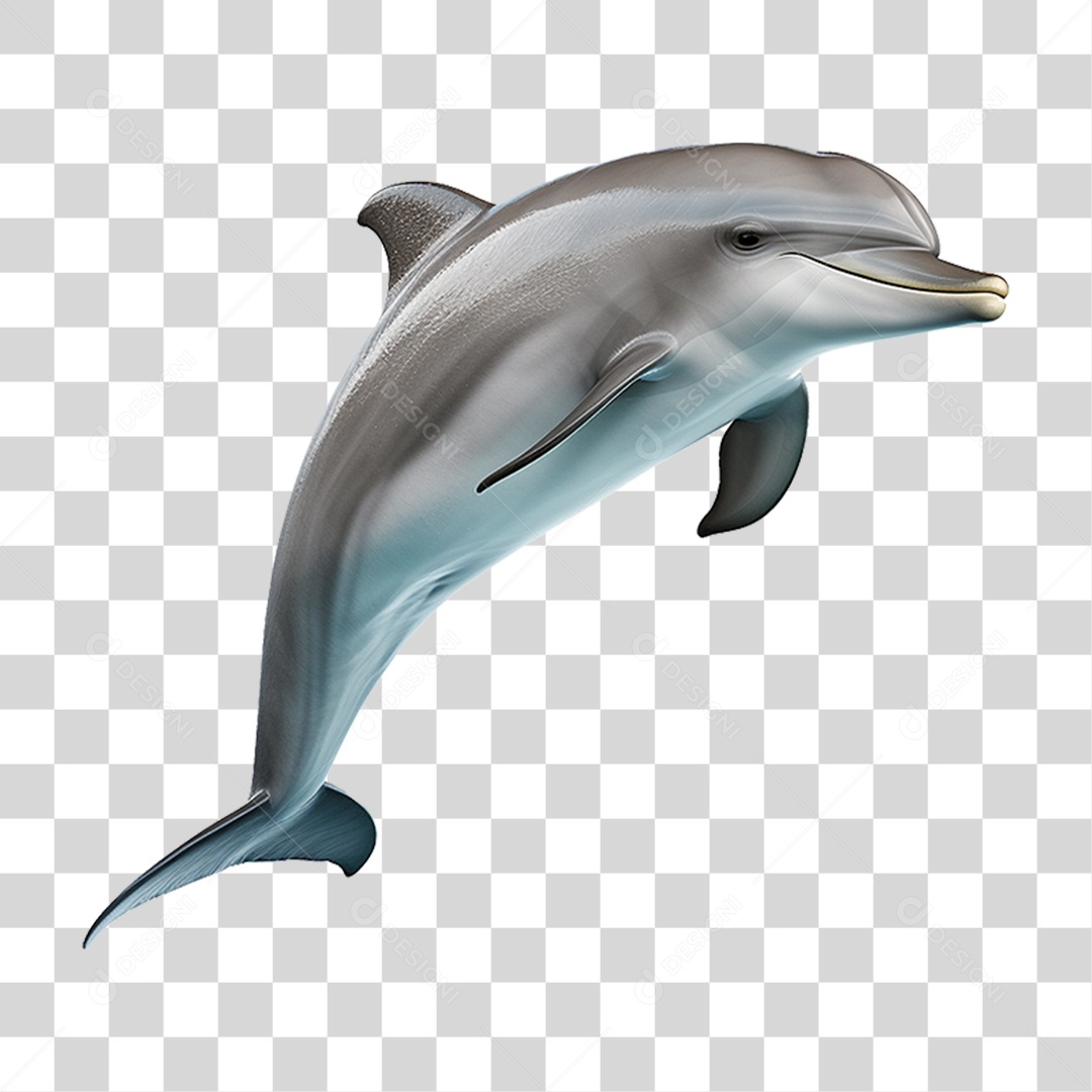 Golfinho PNG Transparente