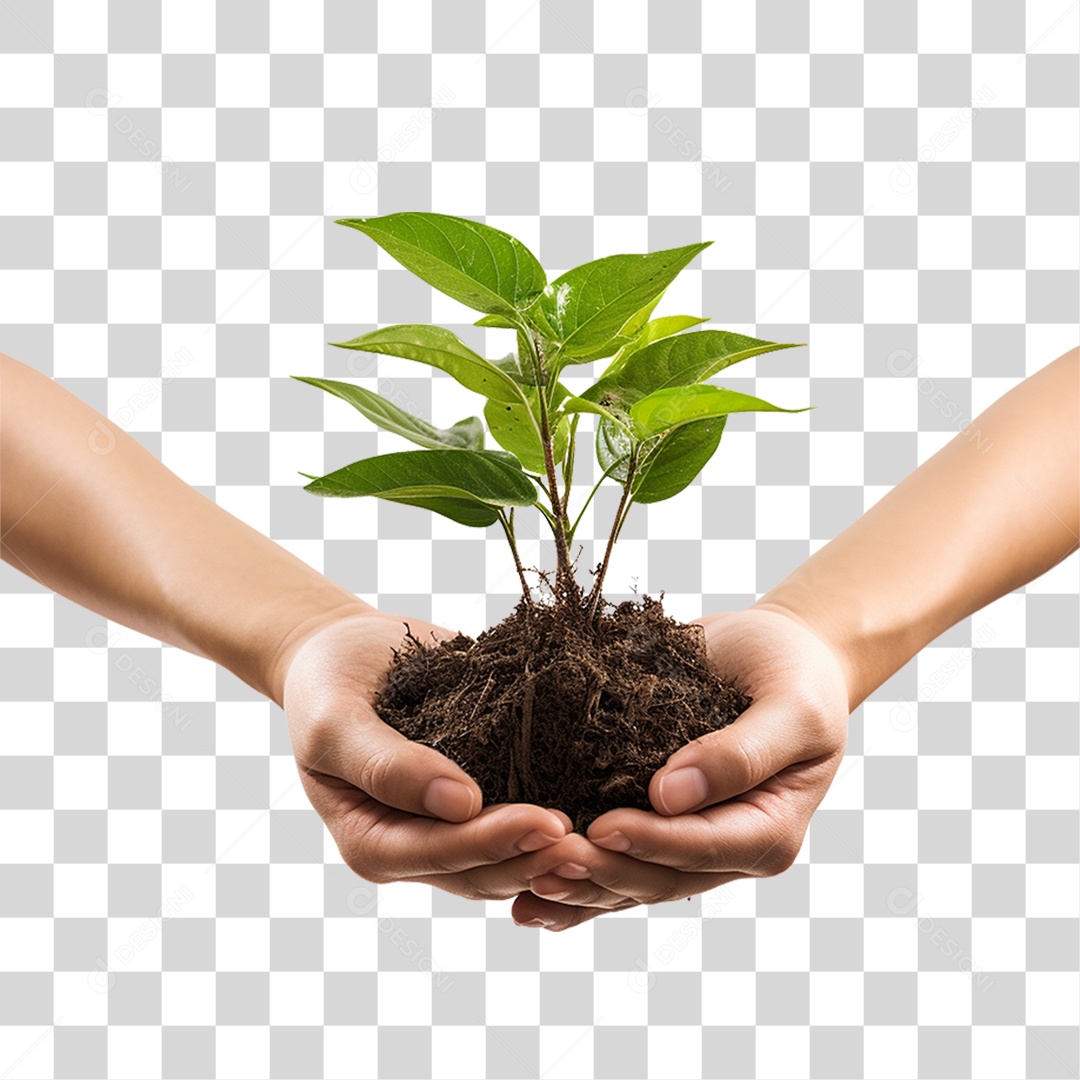 Mãos Segurando Muda de Planta PNG Transparente