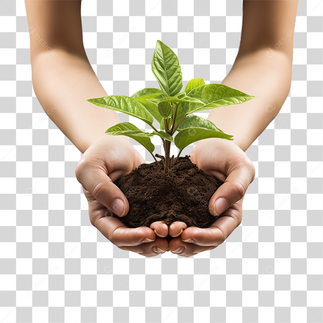 Hands Holding Plant Seedling Transparent PNG
