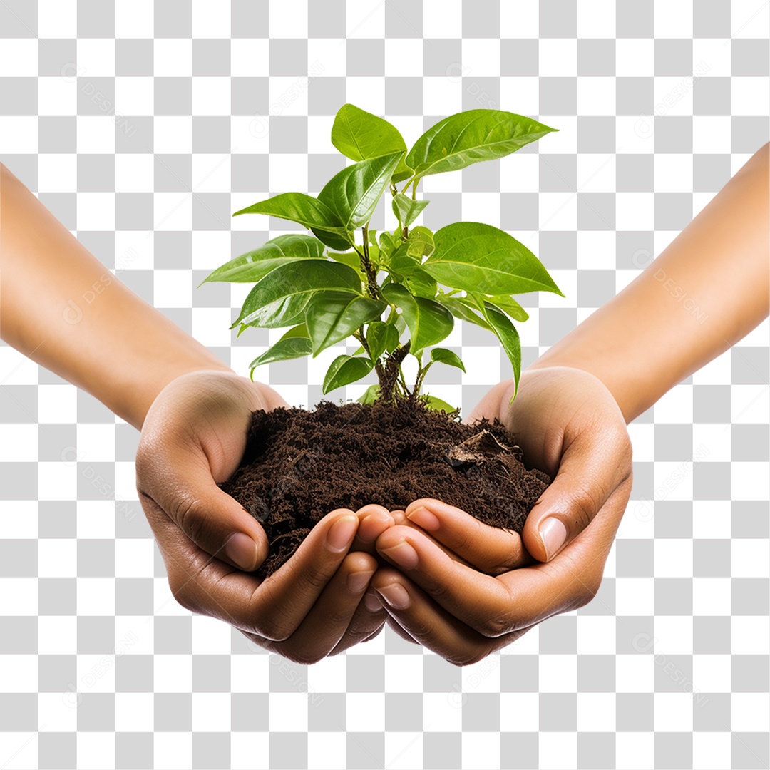 Mãos Segurando Muda de Planta PNG Transparente