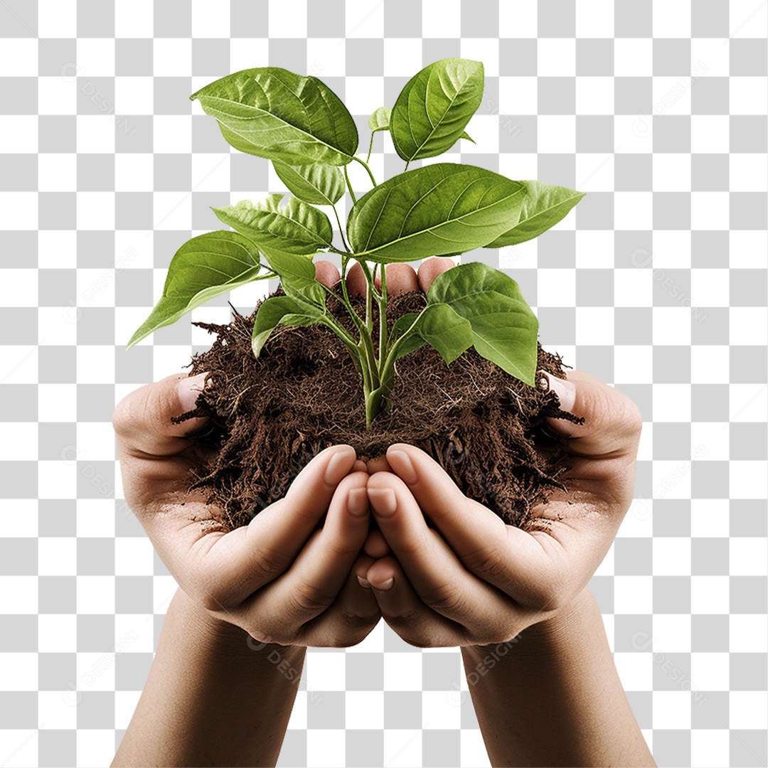 Mãos Segurando Muda de Planta PNG Transparente
