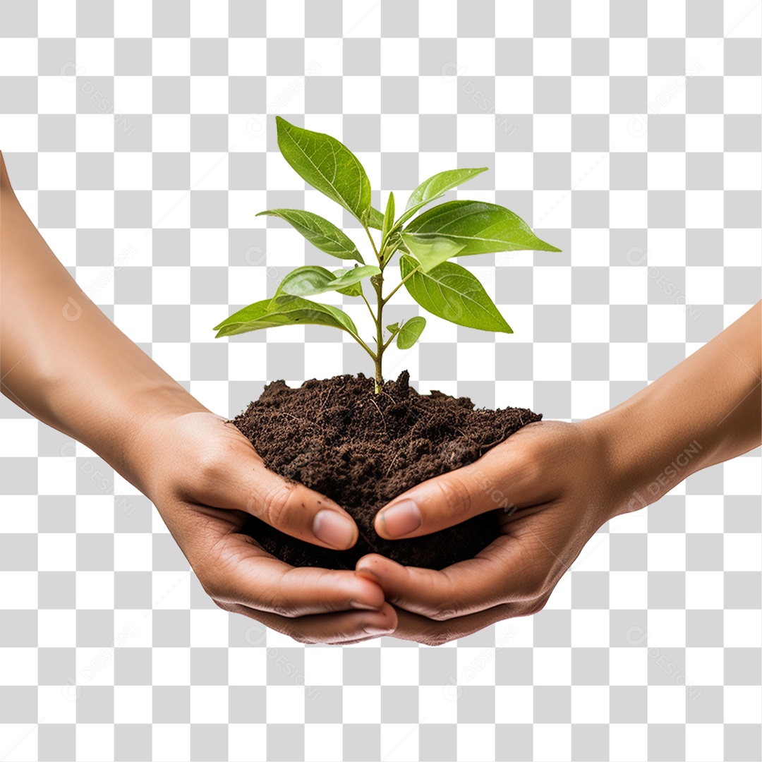 Mãos Segurando Muda de Planta PNG Transparente