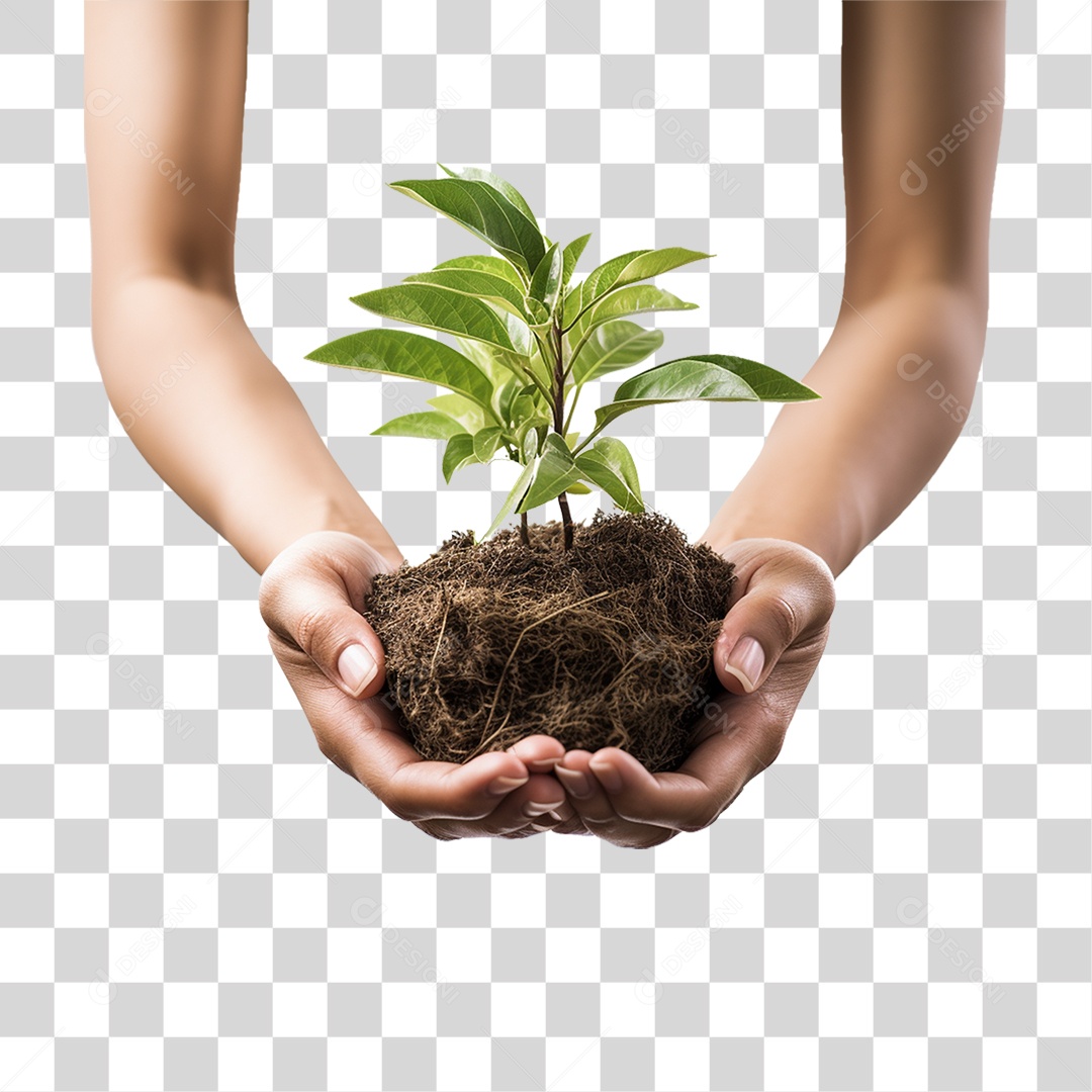 Mãos Segurando Muda de Planta PNG Transparente