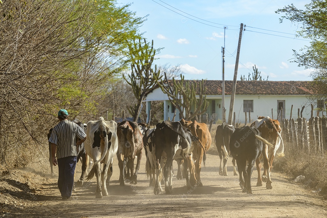 Gado sendo conduzido por estrada de terra