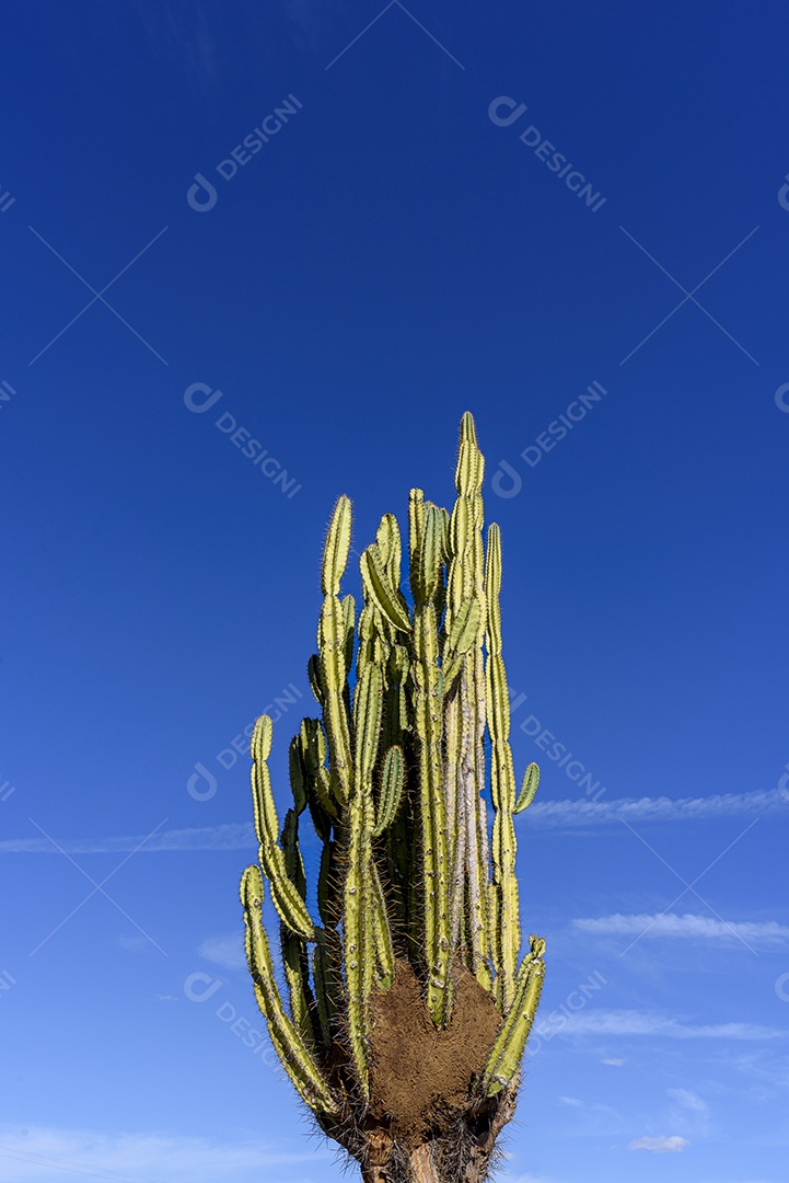 O cacto Mandacaru em Exu Pernambuco