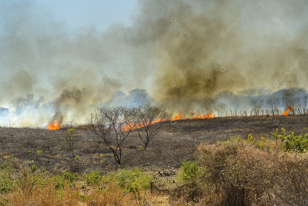 Fogo e queimadas no bioma Caatinga brasileiro