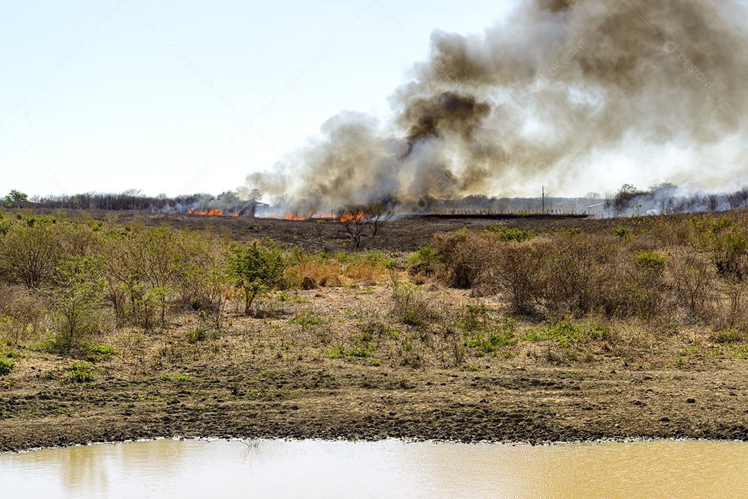Fogo e queimadas no bioma Caatinga brasileiro
