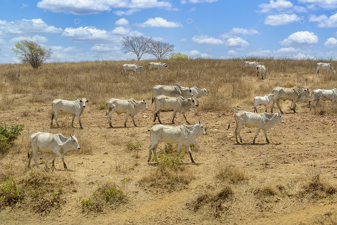 Rebanho de gado Nelore