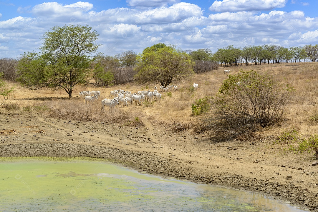 Rebanho de gado Nelore