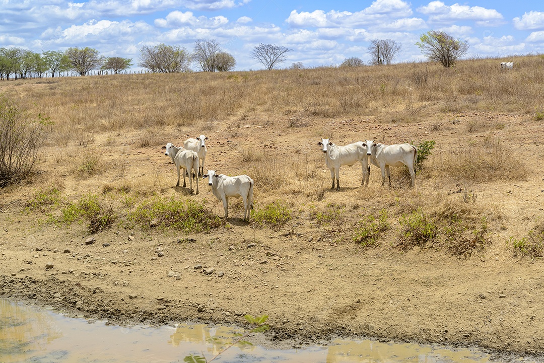 Rebanho de gado Nelore