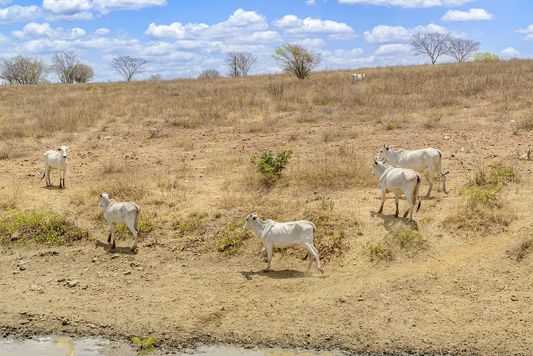Rebanho de gado Nelore