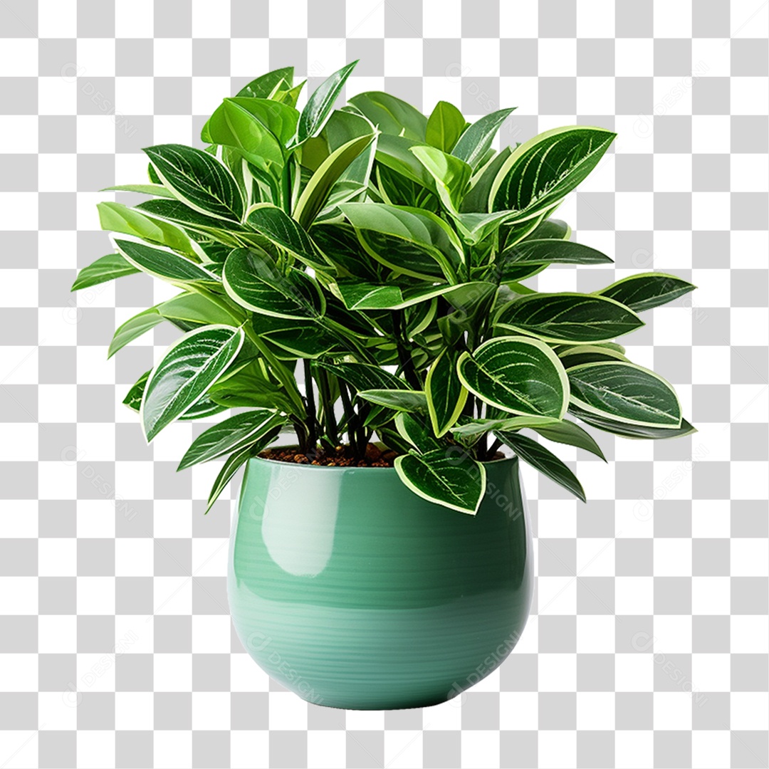 Planta em Vaso PNG Transparente