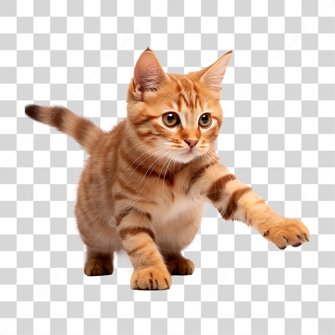 Gato Pet Animal de Estimação PNG Transparente