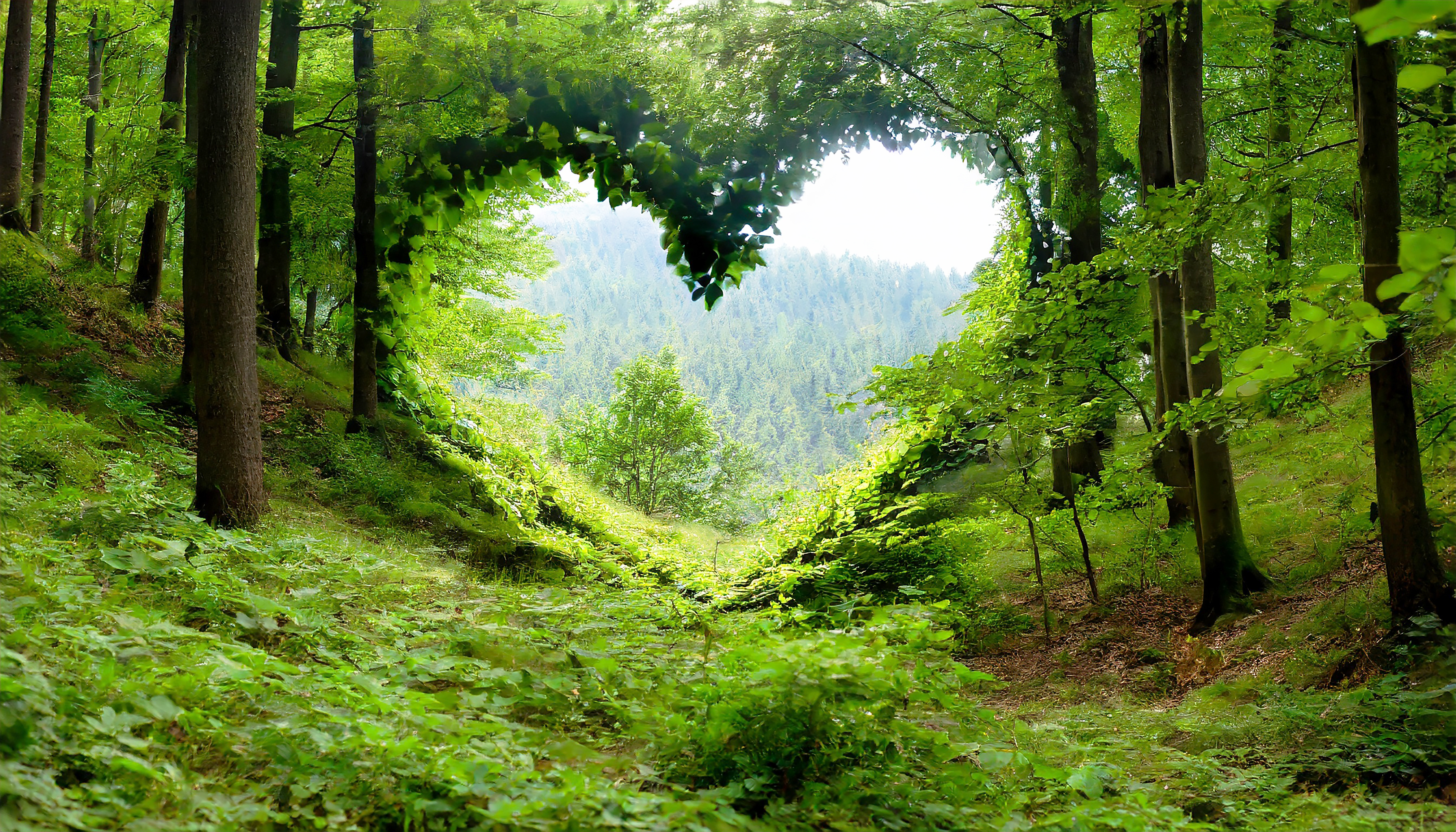 Forma de coração no meio de uma floresta