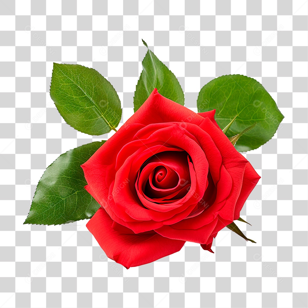 Rosa Vermelha PNG Transparente