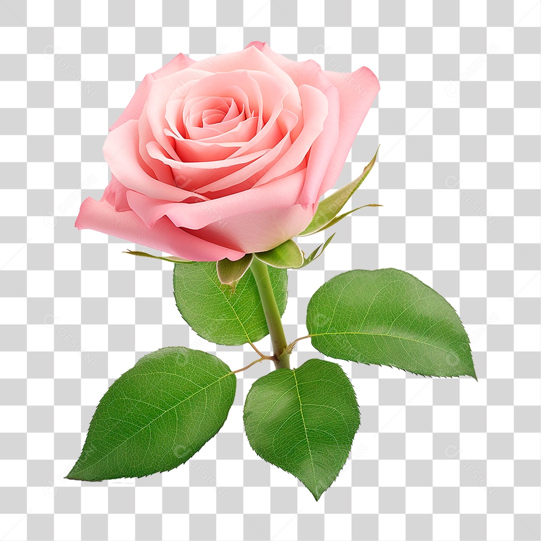 Rosa PNG Transparente