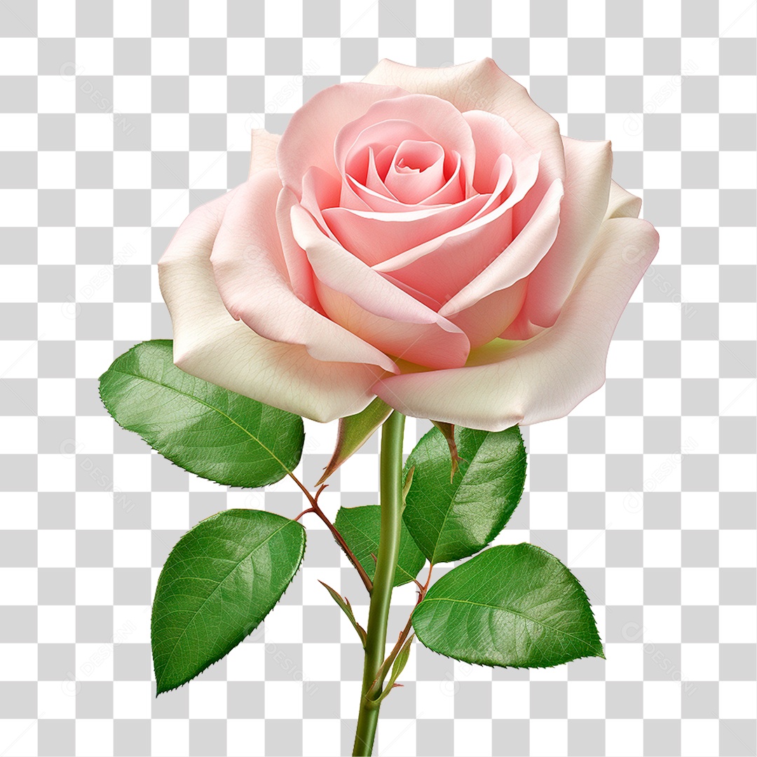 Pink Transparent PNG