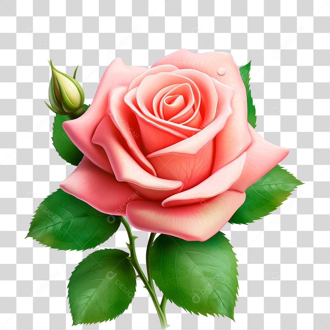 Rosa PNG Transparente [download] - Designi