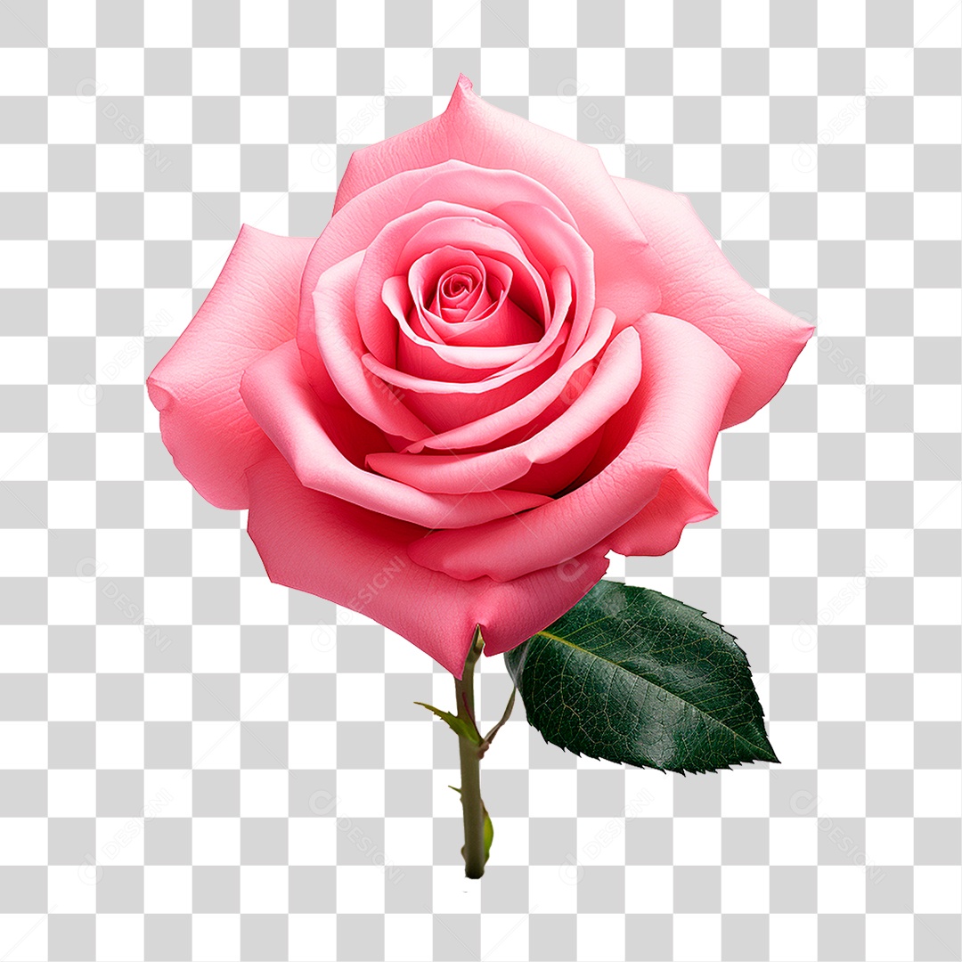 Rosa PNG Transparente