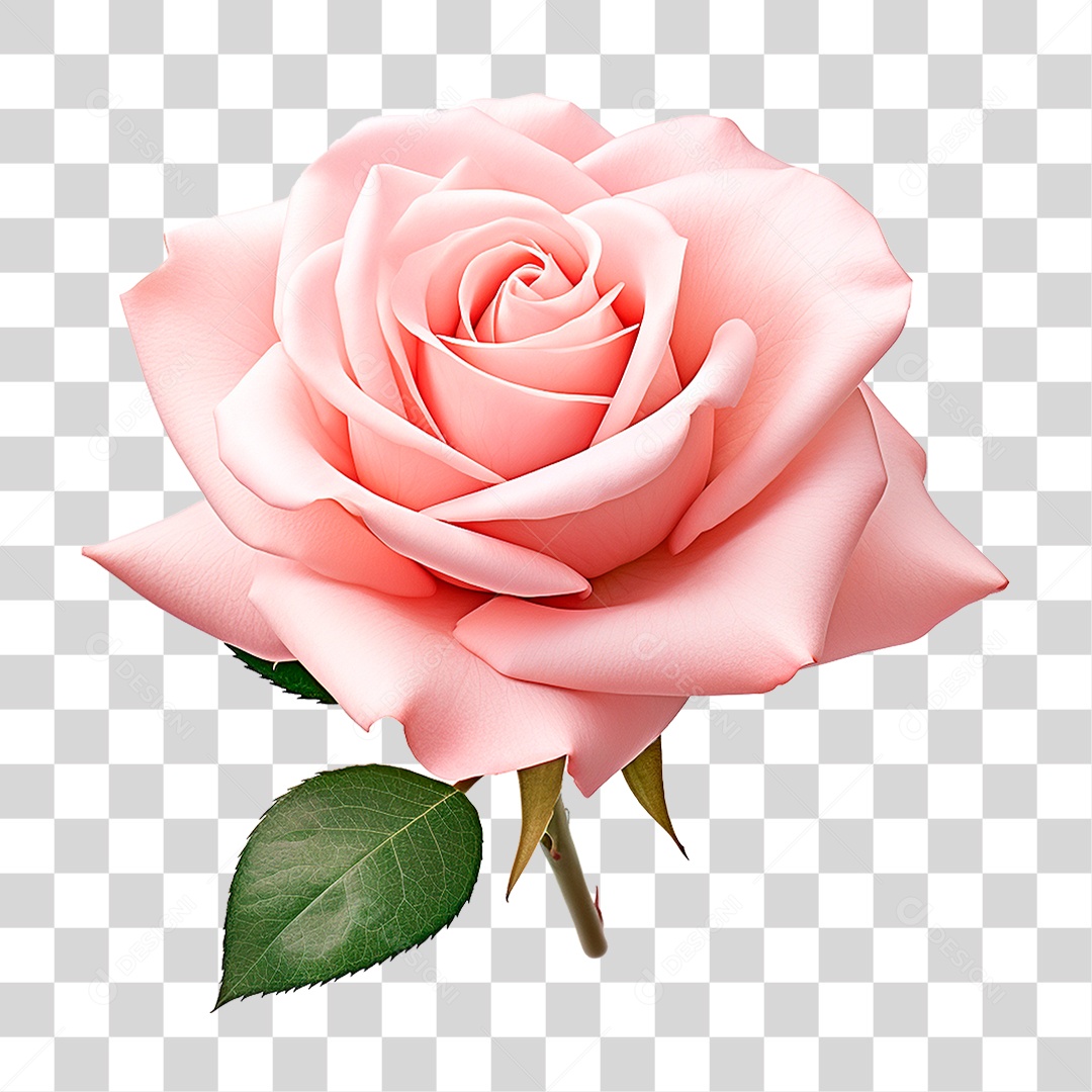 Rosa PNG Transparente [download] - Designi