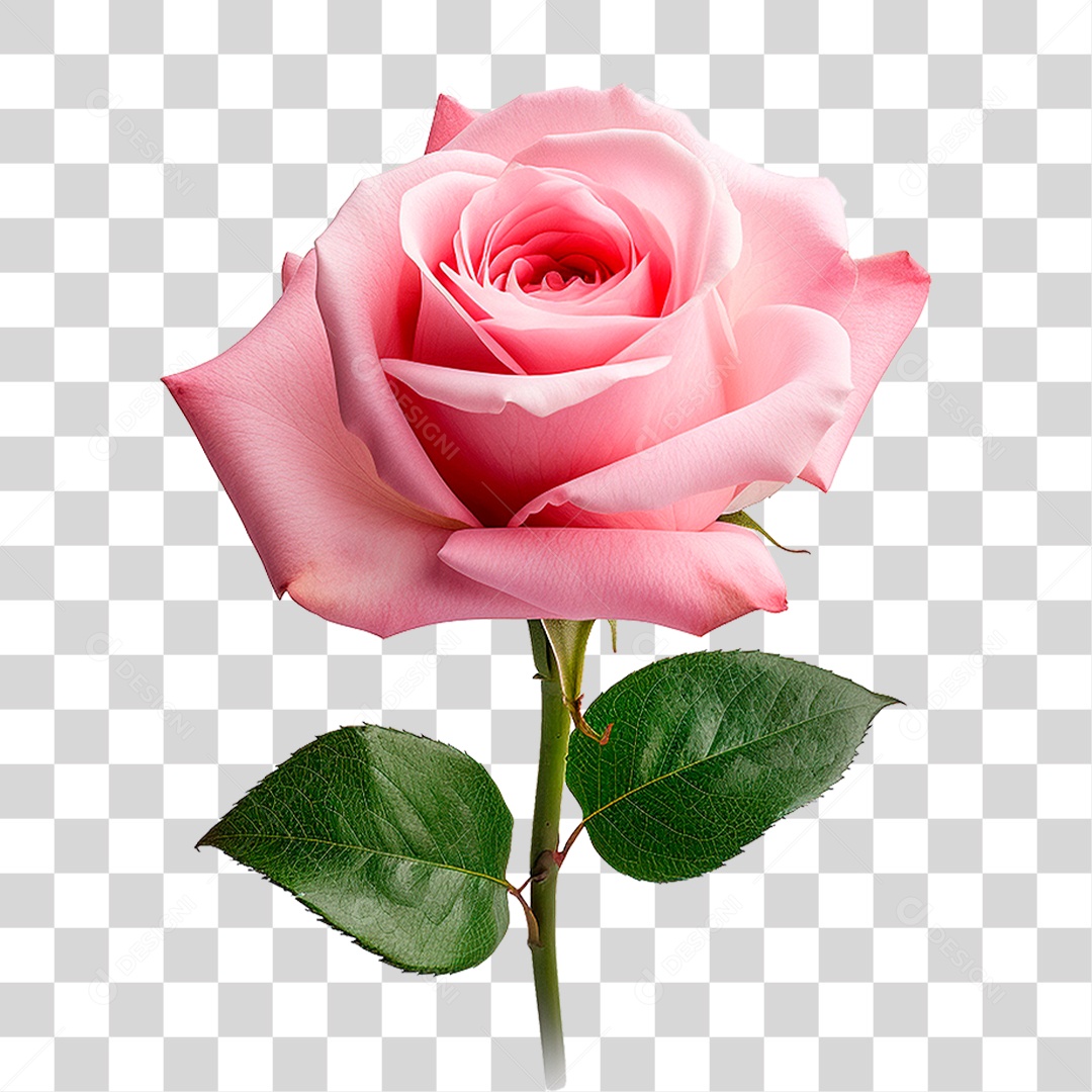 Rosa PNG Transparente