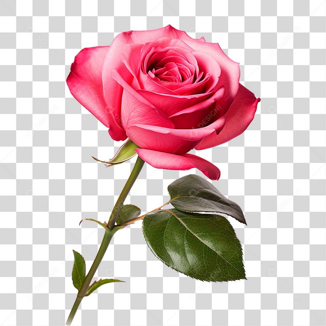 Rosa PNG Transparente