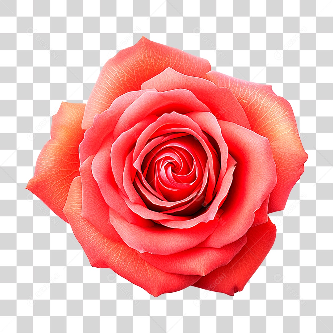 Rosa Vermelha PNG Transparente
