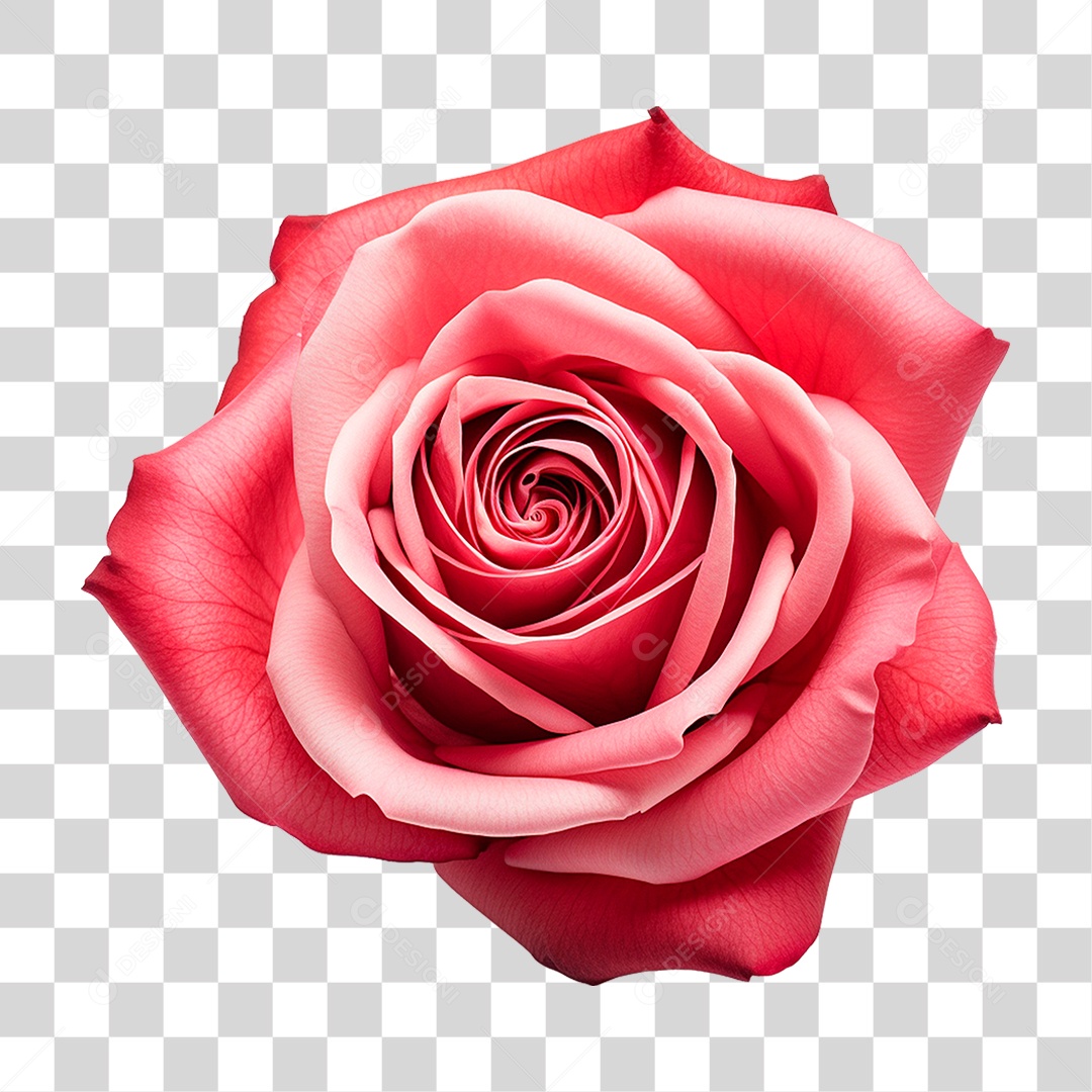 Rosa Vermelha PNG Transparente