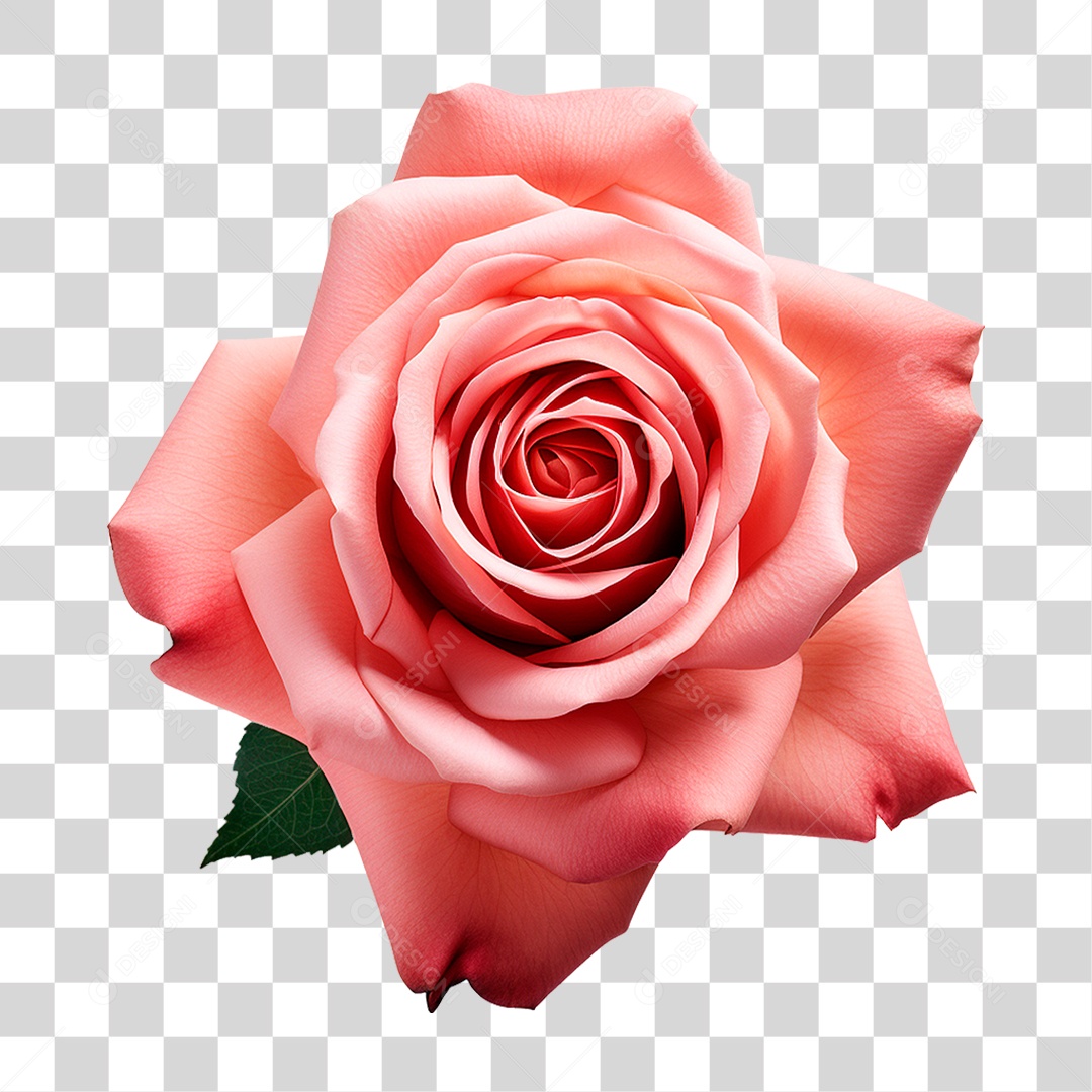 Pink Transparent PNG