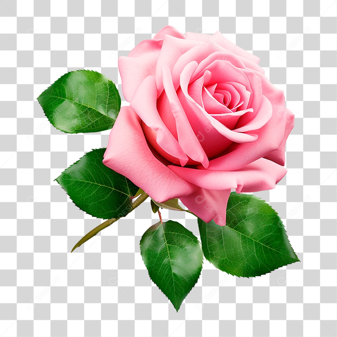 Rosa PNG Transparente