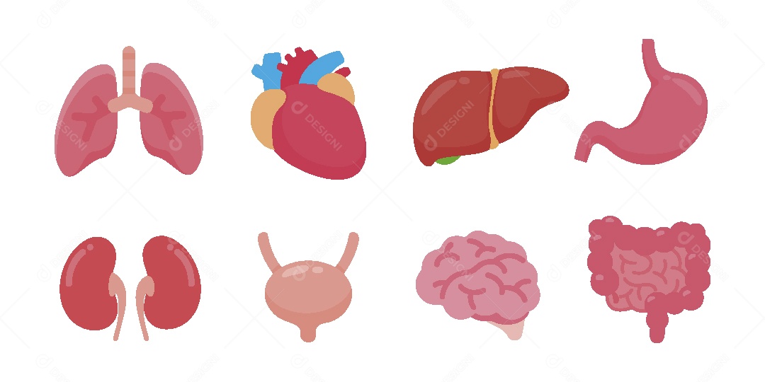 Conjunto de Órgãos Ilustração Vetor EPS