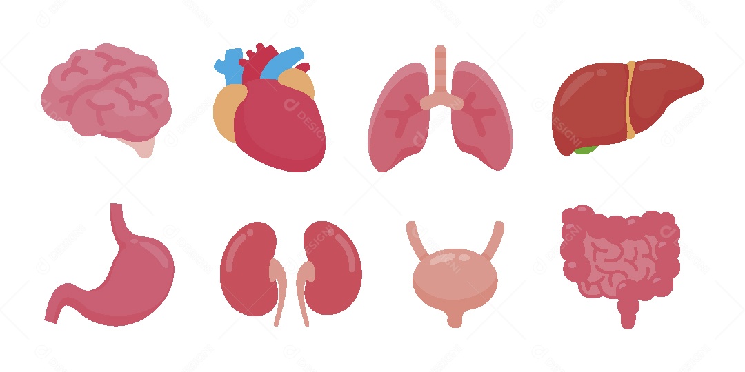 Conjunto de Órgãos Ilustração Vetor EPS