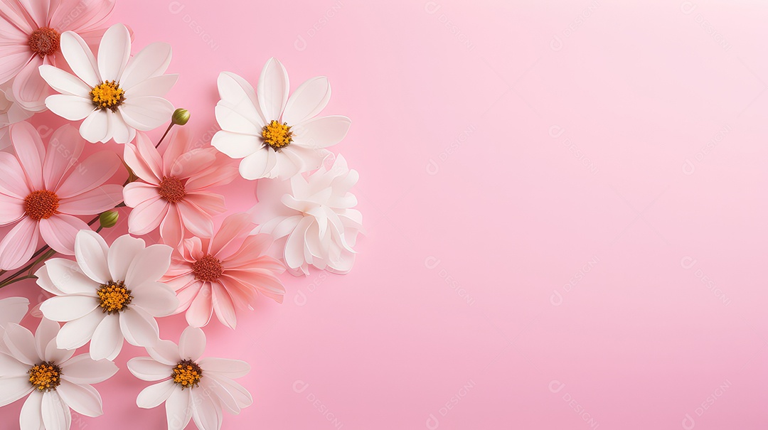 Margaridas brancas e rosa em um fundo rosa