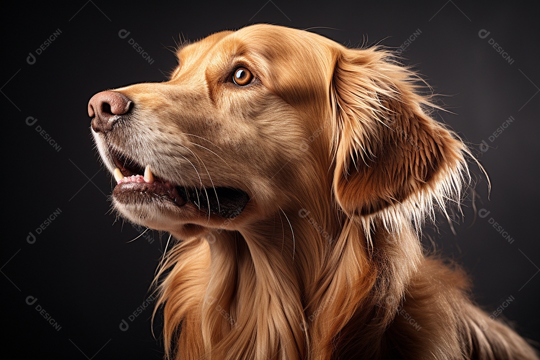 Um cachorro Golden Retriever