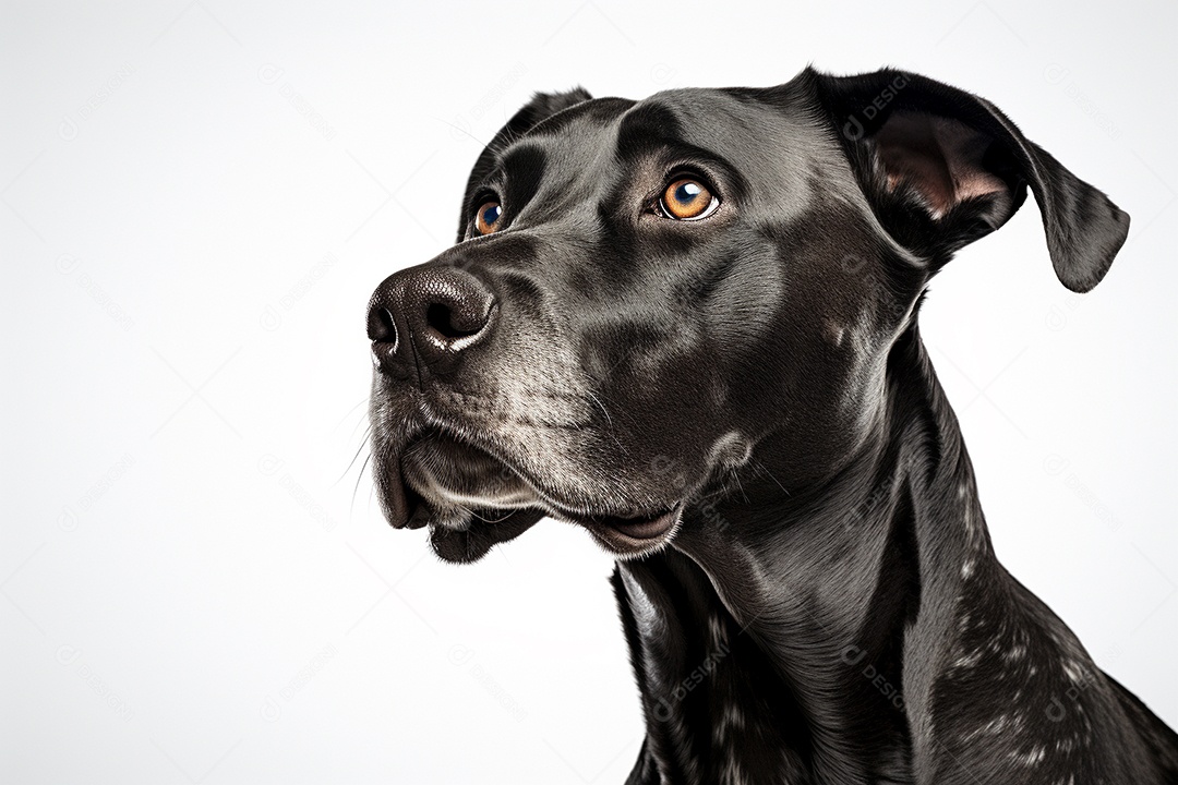 Um cachorro Dogue Alemão