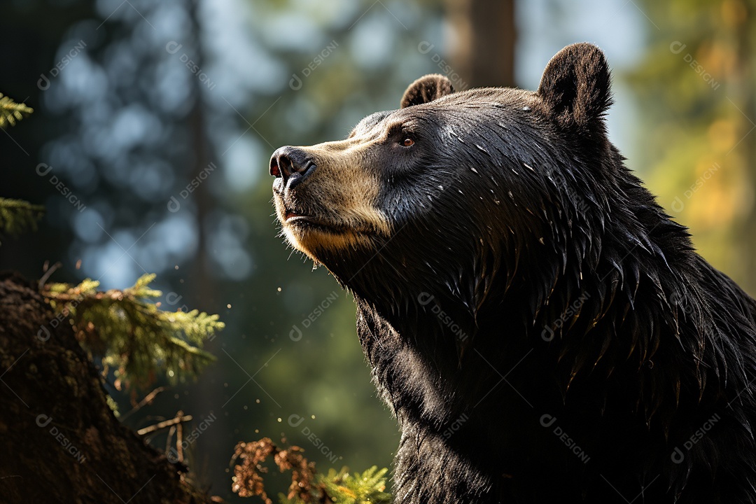 Urso preto em um habitat natural