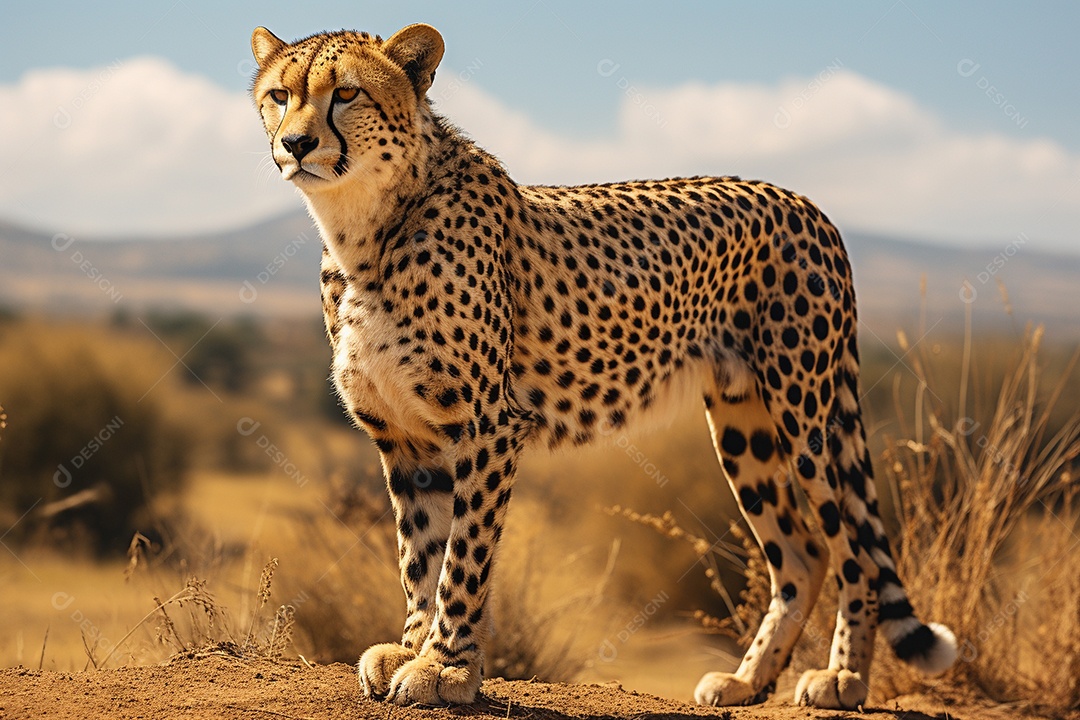 Animal selvagem onça pintada