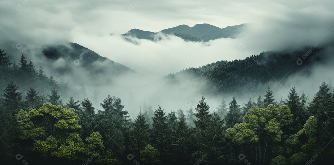 Linda floresta com névoa nublada ao redor das árvores