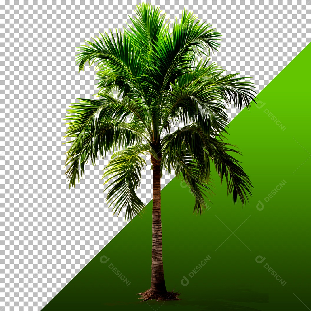Elemento 3D Coqueiro Para Composição PSD