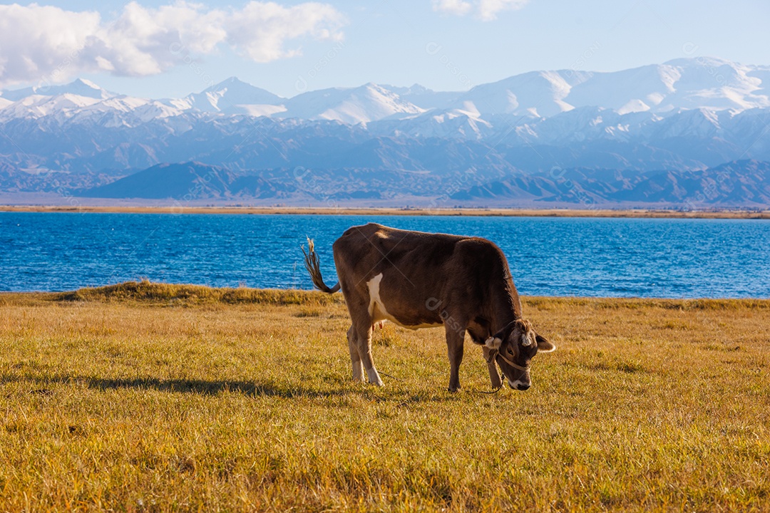 Bovino em uma fazenda