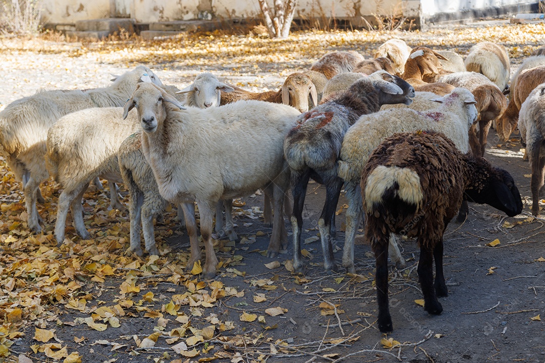 Rebanho de ovelhas em uma fazenda